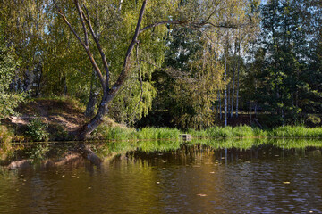 Tranquil Forest Lake with Fallen Trees Reflection