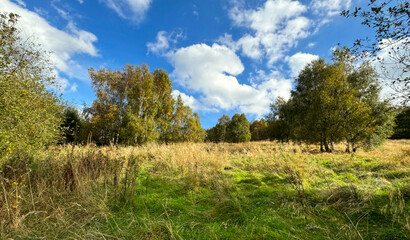 Obraz premium Golden grasses and greenery stretch across a field, bordered by trees, under a vibrant blue sky with fluffy white clouds. The serene atmosphere is accentuated by the warm sunlight near, Keighley, UK