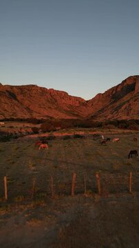 vertical drone video of Mexican wild horses in Durango dessert sundown light, surrounded by mountains at John Wayne ranch