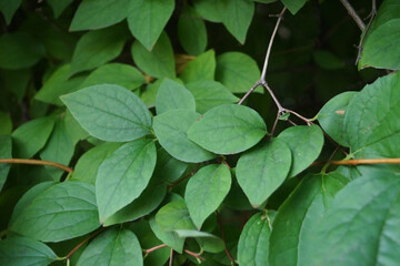 a dense cluster of vibrant green leaves, artistically layer, filtering dappled sunlight. The texture ranges from glossy to matte, creating an inviting natural scene