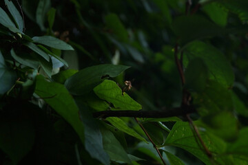 a dense arrangement of dark green leaves, some glistening with moisture. Subtle shadows create depth, highlighting the intricate textures and shapes, evoking a rich, natural atmosphere.