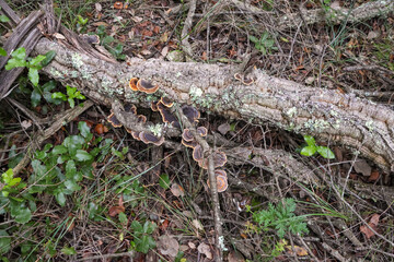 Obraz premium roots in the forest