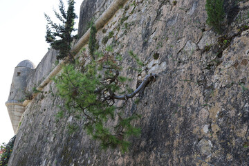 tree on the rock