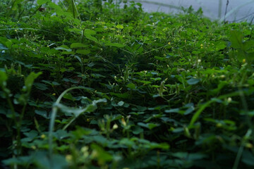 a lush, green ground covered in dense foliage and low-growing plants, creating a serene and vibrant natural landscape filled with various textures.