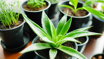 Vibrant indoor plant close-up showcasing its healthy texture and vitality.