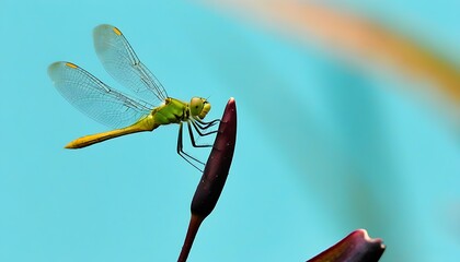 Dragonfly Perched on Blooming Flower, Nature's Charm Unveiled