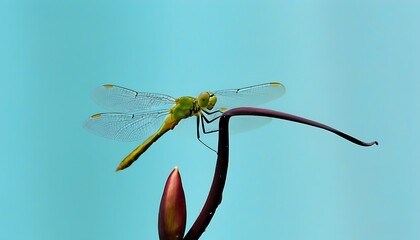 Dragonfly Perched on Blooming Flower, Nature's Charm Unveiled