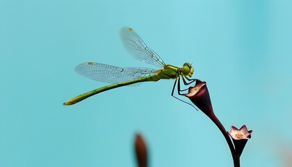 Dragonfly Perched on Blooming Flower, Nature's Charm Unveiled