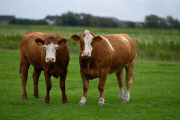 Brown grazing cow. Hereford cows at summer green field. Grazing cow at a green pasture. Summer countryside landscape and pasture for cows. Cow herd in the countryside. Cows on farmland. Milk farm.