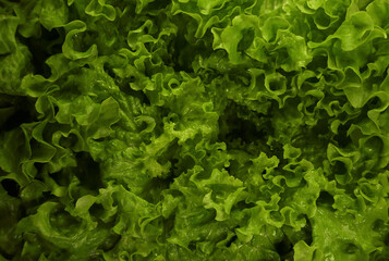 Green salad lettuce leaves top view close up. Fresh organic farm vegetable concept. Nature background