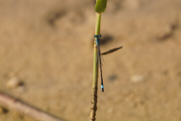A delicate dragonfly perches on a slender green stalk, its iridescent blue-and-black body...