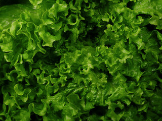 Green salad lettuce leaves top view close up. Fresh organic farm vegetable, cooking and culinary concept