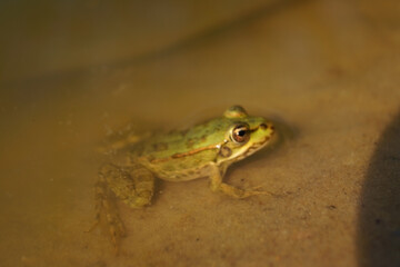 A green frog rests partially submerged in shallow water, its smooth skin glistening under soft light. Ripples surround it, enhancing the tranquil, natural ambiance of its environment.