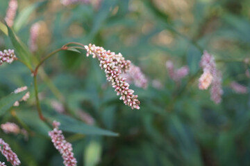 delicate pinkish flowers hanging gracefully from slender stems, surrounded by lush green foliage, creating a serene and vibrant natural scene