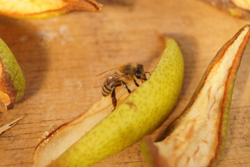 A close-up of a honeybee perched on a slice of green pear skin, surrounded by other fruit scraps on a wooden surface, with warm lighting enhancing the natural textures and colors.