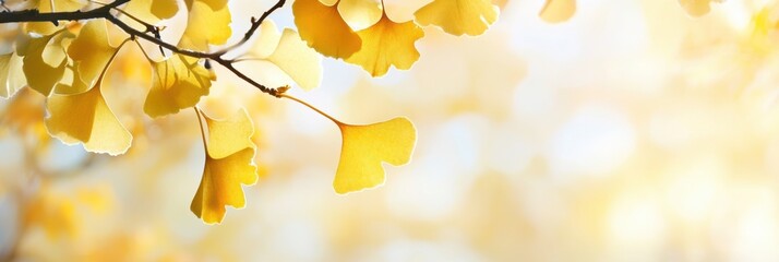 Obraz premium Golden Ginkgo biloba plant leaf in Fall closeup view.