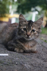 A fluffy, tabby kitten lies on gravel, with piercing green eyes and prominent whiskers. The background is blurred with greenery, creating a serene, natural atmosphere.