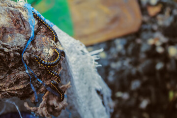 A group of millipedes actively crawling on a tree trunk.