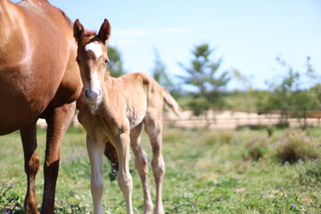 Obraz premium horse and foal