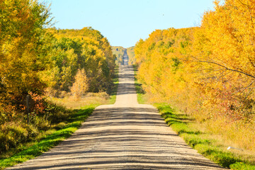 A road with trees on both sides and a clear blue sky