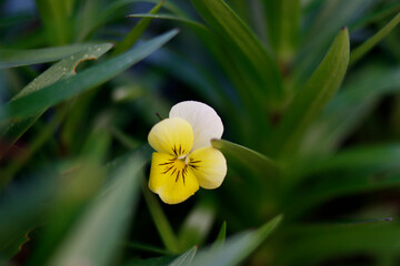 Beautiful garden flowers