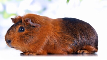 A vibrant image showcasing an Abyssinian Guinea Pig in its natural habitat
