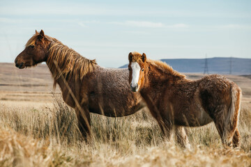 The group of wild Welsh ponies 