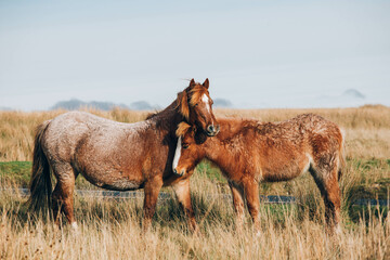 The group of wild Welsh ponies 