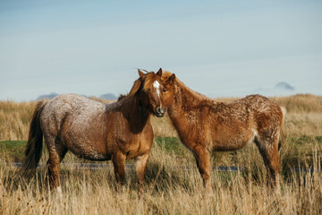 The group of wild Welsh ponies 
