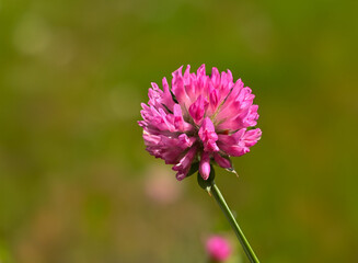 Obraz premium Clover flowers isolated on green background. Red clover (Latin Trifolium pratense) is a plant of the genus Clover (Trifolium). Red clover purple flowers close-up detailed shot. Copy space. 