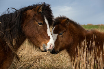 The group of wild Welsh ponies 