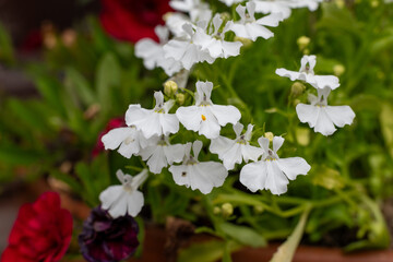 Close up of garden lobelia (lobelia erinus) flowers in bloom