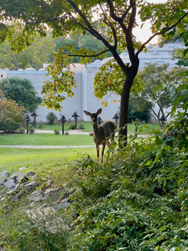 A wild fawn appeared at a church in the city
