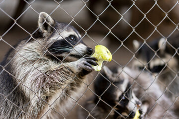 Raccoon eating apple in cage at zoo