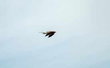 Flying collared pratincole (Glareola platincola)