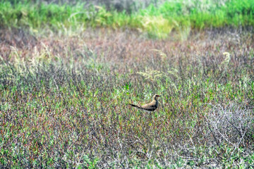 Red-winged pratincole, collared pratincole (Glareola pratincola) sits on a salt flat among Salsola