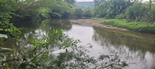 Transparencia en el bosque