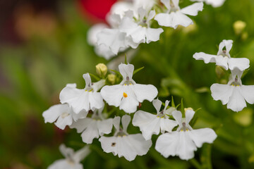 Close up of garden lobelia (lobelia erinus) flowers in bloom