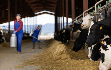 Portraif of young caucasian woman dairy farm worker carrying metal milk can in cowshed