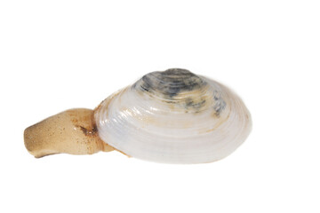Long-necked clams (Mya arenaria) lives in sand and breathes through long siphon, which it exposes to surface of ground. Shell is inhabited by humans in Sea of Azov. Isolated on white background