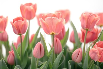 Fototapeta premium A bunch of pink tulips with green leaves