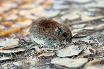 Late autumn, frosts. Large-toothed redback vole (Clethrionomys rufocanus) are running along the bank of a stream with frozen leaves, silt and grass