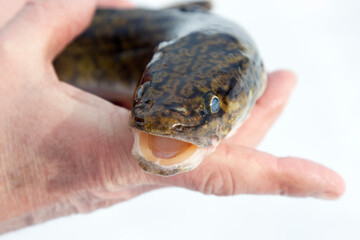 Fototapeta premium Burbot, eelpout (Lota lota). A cold-loving stunted fish without scales as slippery as an eel, resembling a snake, scavenger. Biblical forbidden food. Isolated on white from different angles, in hands
