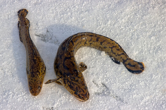 Trophy burbot on winter fishing laid out on ice