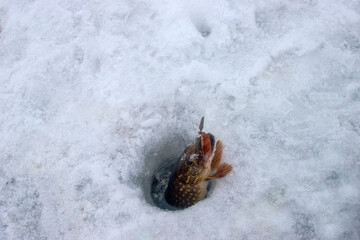 Winter fishing. Pike is hooked with pike trap. Fisherman to fish out trophy from ice hole against background of snowy river bank with thickets of reeds and willows