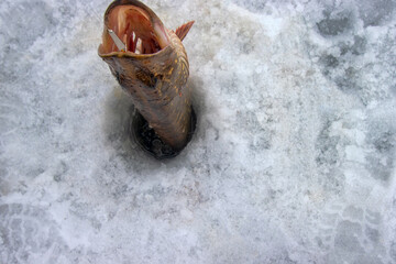 Winter fishing. Pike is hooked with pike trap. Fisherman to fish out trophy from ice hole against background of snowy river bank with thickets of reeds and willows