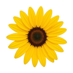 Fototapeta premium Vibrant yellow sunflower with symmetrical petals on neutral backdrop