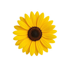 Fototapeta premium Vibrant yellow sunflower with symmetrical petals on neutral backdrop