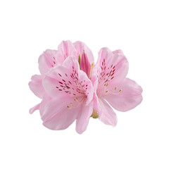 Fototapeta premium Close up of pink azalea bloom on neutral background