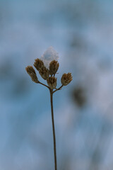 A delicate plant stem rises against a blurred, cool-toned background, with muted brown buds at the...